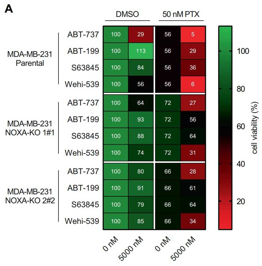 NOXA deletion protects TNBC from PTX and BH3-mimetic co-treatment.jpg